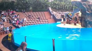 Sea Lion Show 2017 Loro Parque Tenerife