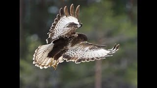 Common buzzard fights - Hiirihaukat kinastelevat