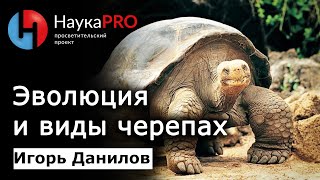 Эволюция и виды черепах | Лекции по зоологии – Игорь Данилов | Научпоп | НаукаPRO