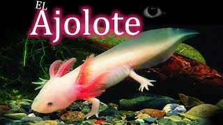 El Ajolote. Un animal siempre "joven".