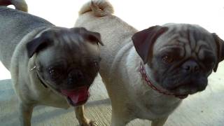PUG "yoomie woof""