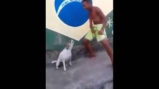 Perro bailando reggaeton