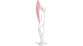 Low-rise pants