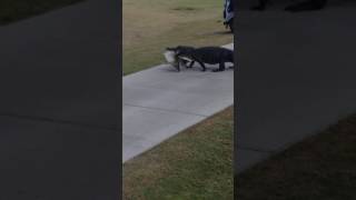 Alligator Walks Across Golf Course With Fish