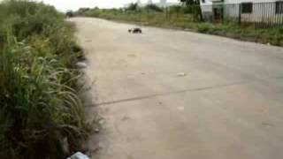 BAJA DIY hydraulic brake hydraulic Diesha