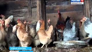 Фермерское хозяйство в поселке Новый Кумляк