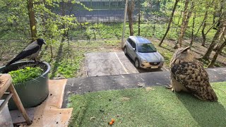 Сова и Ворона - приключения продолжаются. И хочется и колется