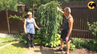 Лиственница в саду.Ландшафтные хитрости 83