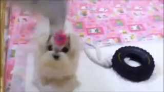 Baby Chloe  ~ Micro Tcup Maltese baby girl ~