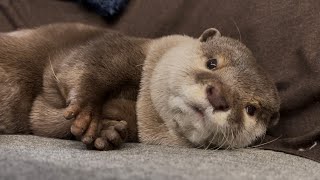 カワウソさくら 珍しくうつ伏せでなく仰向けでなく横向きで寝る otter sleeping sideways is cute