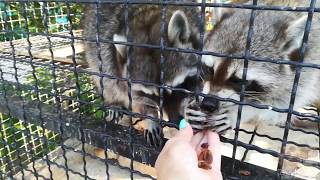 Веселые еноты. Funny raccoons.