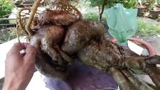 Sử lý bộ rể cho cây sứ bị nghẹn rể vào mùa mưa