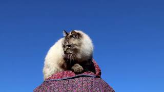 肩乗りのら2018　Shoulder riding cat