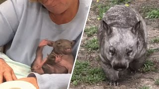 Orphaned wombat bites his way to human mom's heart