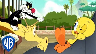 Looney Tunes auf Deutsch ???????? | Tweety im Zoo | WB Kids