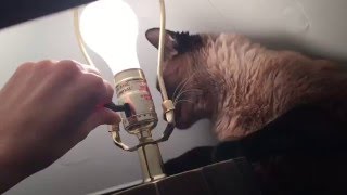 Сколько с котом ни говори - все бестолку =^..^= СИАМСКИЕ КОШКИ