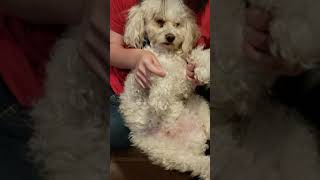 dog abuse