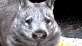 Australian couple goes on vacation, returns home with wombats