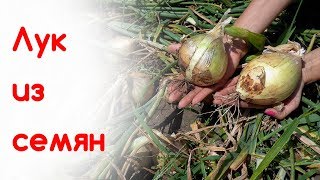 Урожай лука на 1 августа.Лук эксибишен, глобус, медальон, комета, халцедон. Продолжение следует