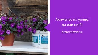 Ахименес на улице: да или нет?