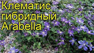 Клематис гибридный Арабелла. Краткий обзор, описание характеристик, где купить крупномеры, саженцы