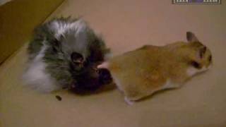 Páření :D / Hamsters steaming :D