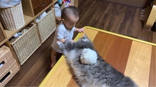タッチの攻防をする猫 ノルウェージャンフォレストキャット Cats attacking and defending