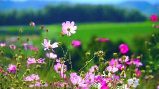 Футаж Цветочное поле Footage Flower field