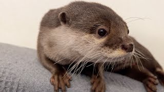 ちょっとセクシーなポーズを披露したりするカワウソ Otter showing off some sexy poses.
