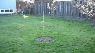 In The Garden: New Trees