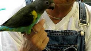 FOUND FOREVER HOMES!!! Meyers Parrot Hatched 9-5-2010
