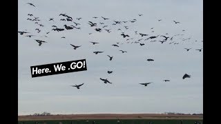 Goose Hunting- Oklahoma Highlight Reel! CARNAGE!