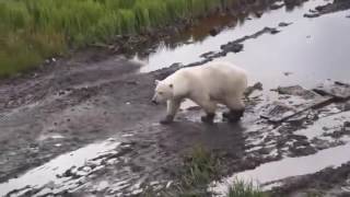 Белый медведь в поселке Усть-Кара, Ненецкий АО, Россия.