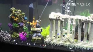 Contest Reminder | 75 Gallon Tank Update | Epic Mbuna Tank
