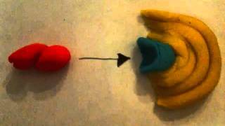 alternative complement pathway with clay