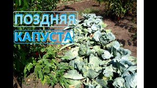 КАПУСТА надеемся что всё таки БУДЕТ