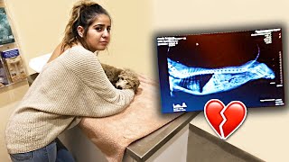 My dog is getting surgery...