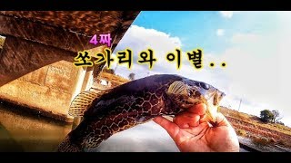 4짜(40cm) 쏘가리 릴리즈 해주고 왔습니다.