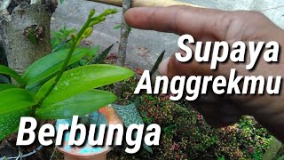 Supaya Anggrek Cepat Berbunga