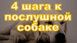 Послушная собака - это легко! 4 шага к послушанию вашей собаки!