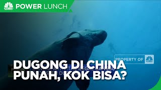 Dugong Punah di China, Ada Apa?