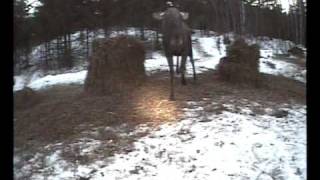 FPV - Moose attacked quadro!!!
