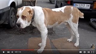 Dog Killer.ОГРОМНЫЙ  ВОЛКОДАВ! Туркменский АЛАБАЙ.Turkmen wolfhound.Odessa.