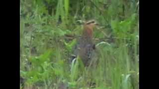 Mountain Bamboo Partridge