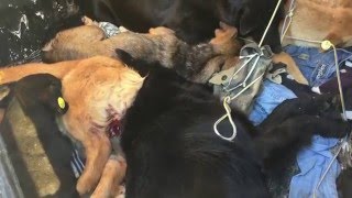 Как в Севастополе кастрируют собак