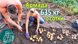 Армада в жарком климате от посадки до урожая ???? Выращивание картофеля Опыт Гордеевых