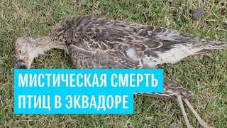 Мистическая смерть птиц в Эквадоре