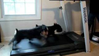 High Speed Wipe out on Treadmill. Two Miniature Schnauzers Treadmill Wipe out