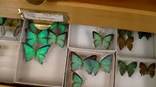 Коллекция бабочек в хранилище музея. Живые палочники. Entomology Collection. Butterflies, beetles.