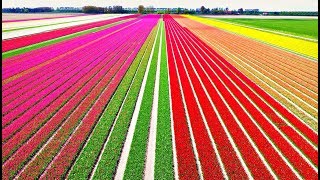 Крошечная страна, которая кормит всю планету